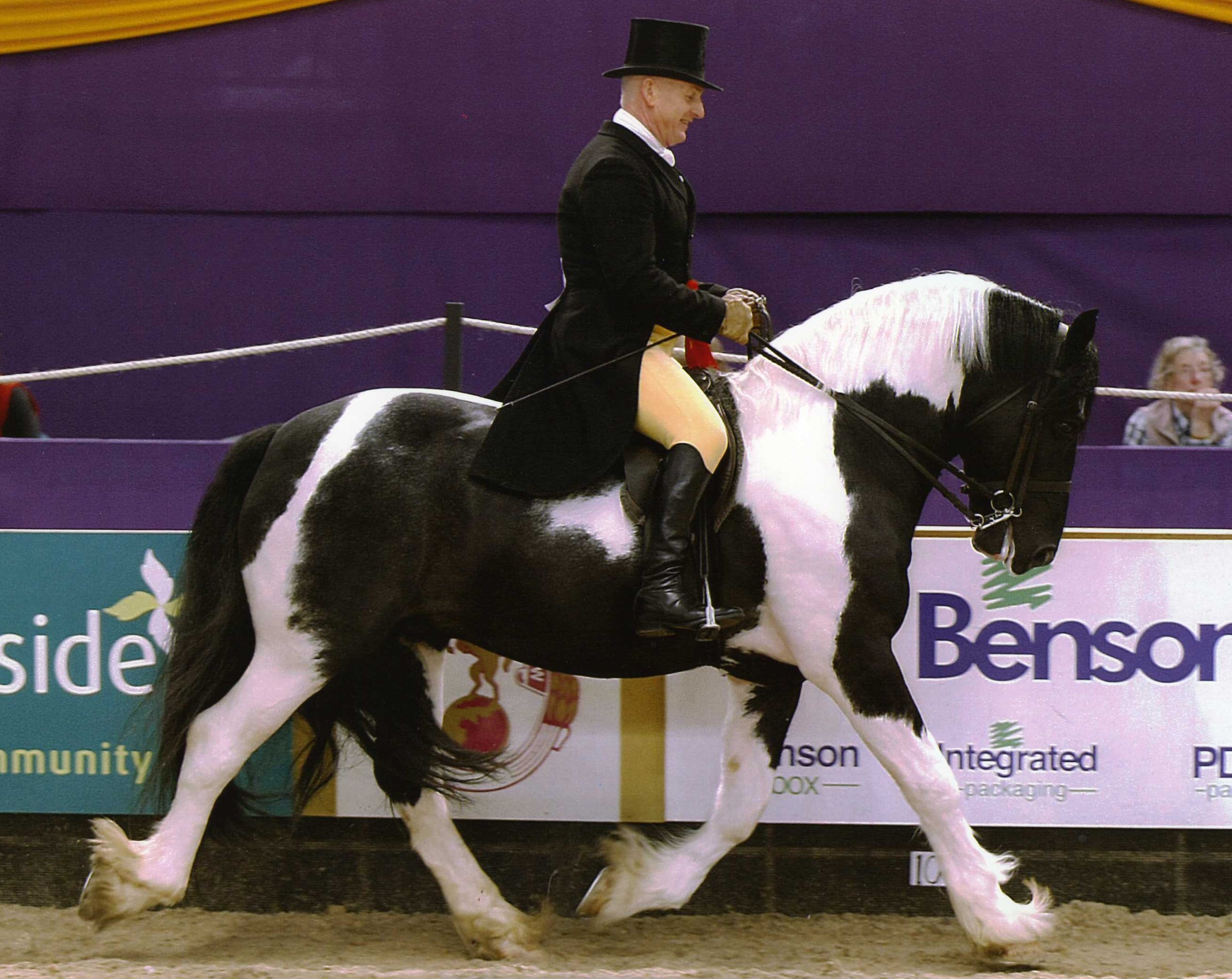 Cassius - Coloured Native Pony Stallion - HOYS